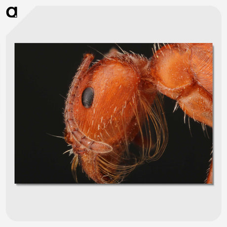 2-93_Insects-Unlocked-Project_picture-crop