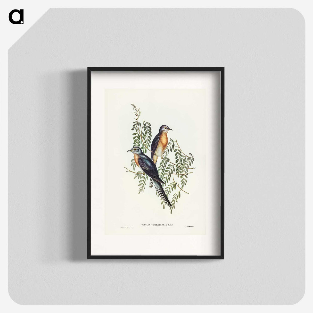 2-93_John-Gould_blk