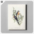 2-93_John-Gould_canvas