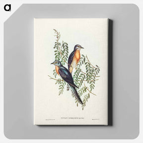 アートパネル-Ash-coloured Cuckoo
 - ジョン グールド Canvas.