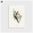 アートポストカード-Ash-coloured Cuckoo
 - ジョン グールド Postcard.