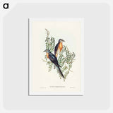 アートポストカード-Ash-coloured Cuckoo
 - ジョン グールド Postcard.