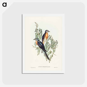 アートポストカード-Ash-coloured Cuckoo
 - ジョン グールド Postcard.