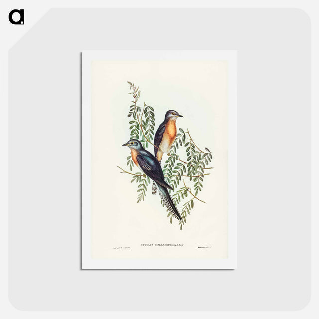 アートポストカード-Ash-coloured Cuckoo
 - ジョン グールド Postcard.