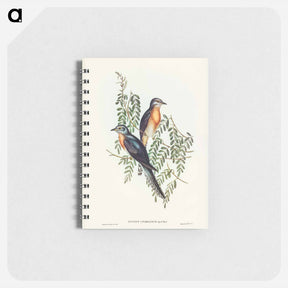 アートメモ帳-Ash-coloured Cuckoo
 - ジョン グールド Memo.