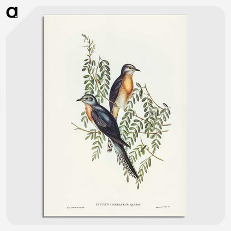 2-93_John-Gould_picture-crop