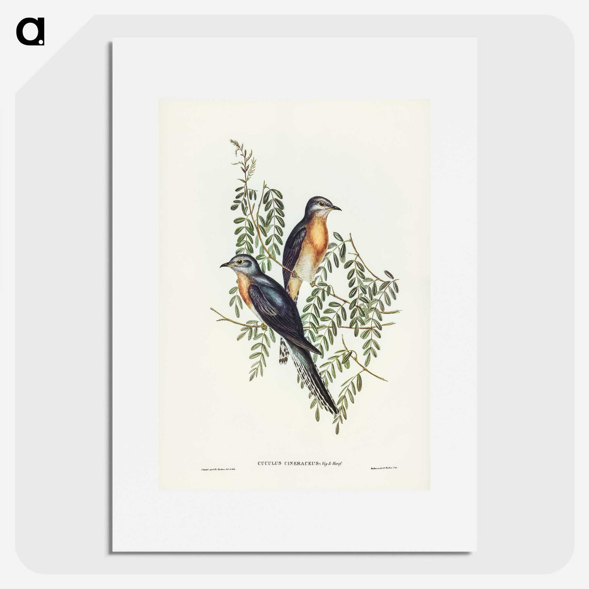2-93_John-Gould_picture