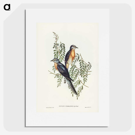 2-93_John-Gould_picture