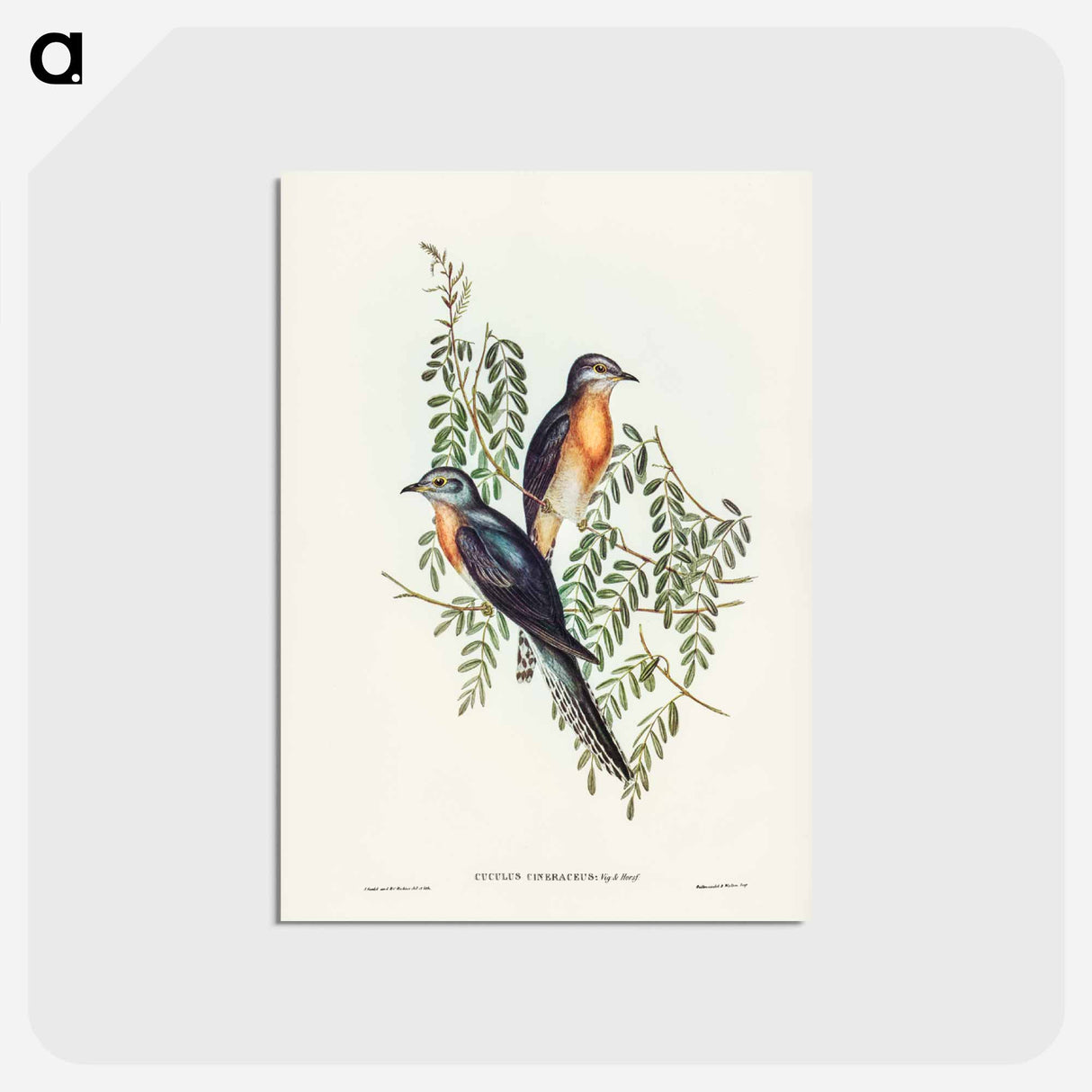 アートポストカード-Ash-coloured Cuckoo
 - ジョン グールド Postcard.
