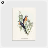 アートポストカード-Ash-coloured Cuckoo
 - ジョン グールド Postcard.
