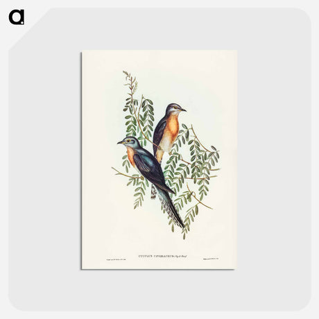 アートポストカード-Ash-coloured Cuckoo
 - ジョン グールド Postcard.