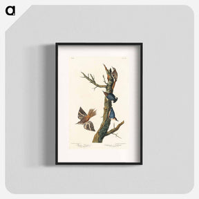 アートポスター-Brown Creeper and Californian Nuthatch
 - ジョン ジェームス オーデュボン Poster.