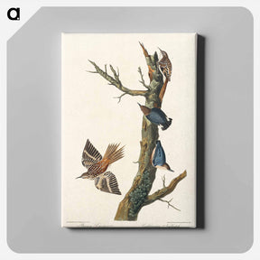 アートパネル-Brown Creeper and Californian Nuthatch
 - ジョン ジェームス オーデュボン Canvas.