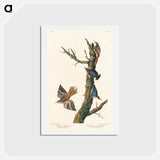 アートポストカード-Brown Creeper and Californian Nuthatch
 - ジョン ジェームス オーデュボン Postcard.