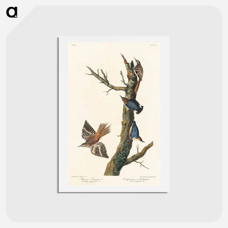 アートポストカード-Brown Creeper and Californian Nuthatch
 - ジョン ジェームス オーデュボン Postcard.