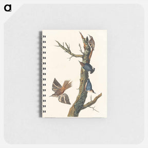 アートメモ帳-Brown Creeper and Californian Nuthatch
 - ジョン ジェームス オーデュボン Memo.