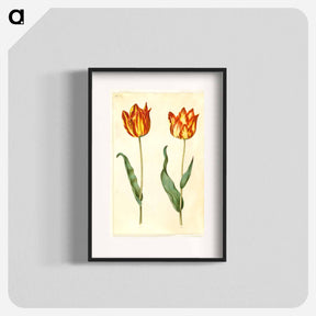 アートポスター-Tulipa gesneriana
 - マリア ジビーラ メーリアン Poster.
