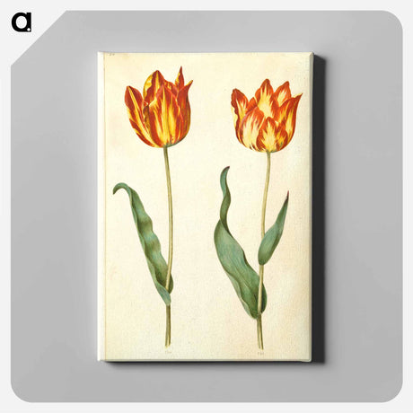 アートパネル-Tulipa gesneriana
 - マリア ジビーラ メーリアン Canvas.