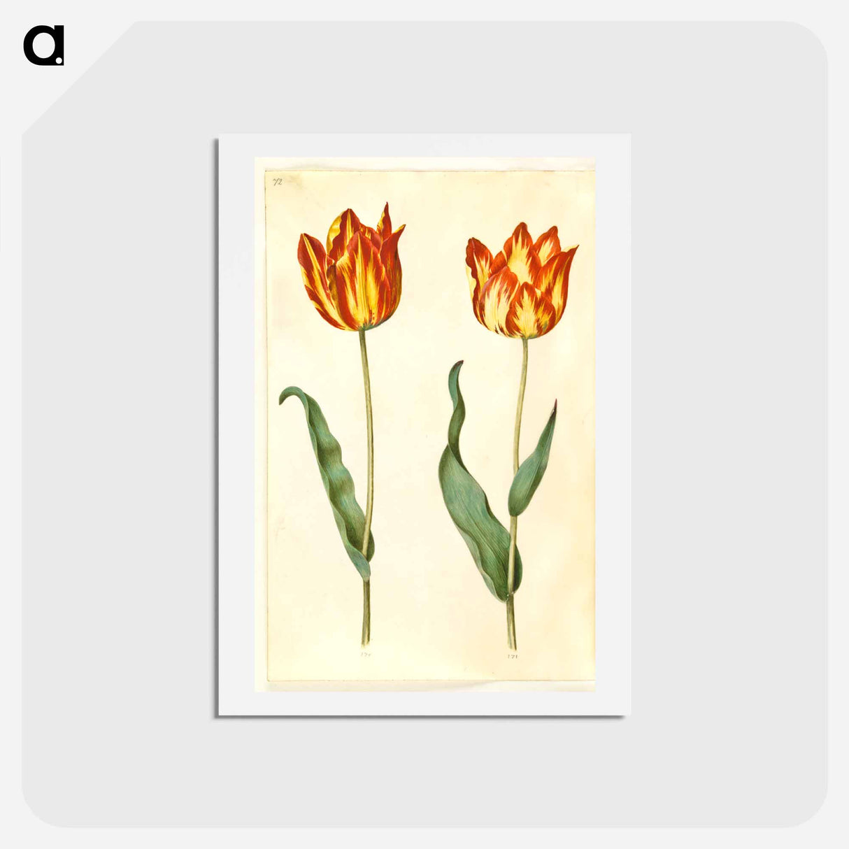 アートポストカード-Tulipa gesneriana
 - マリア ジビーラ メーリアン Postcard.