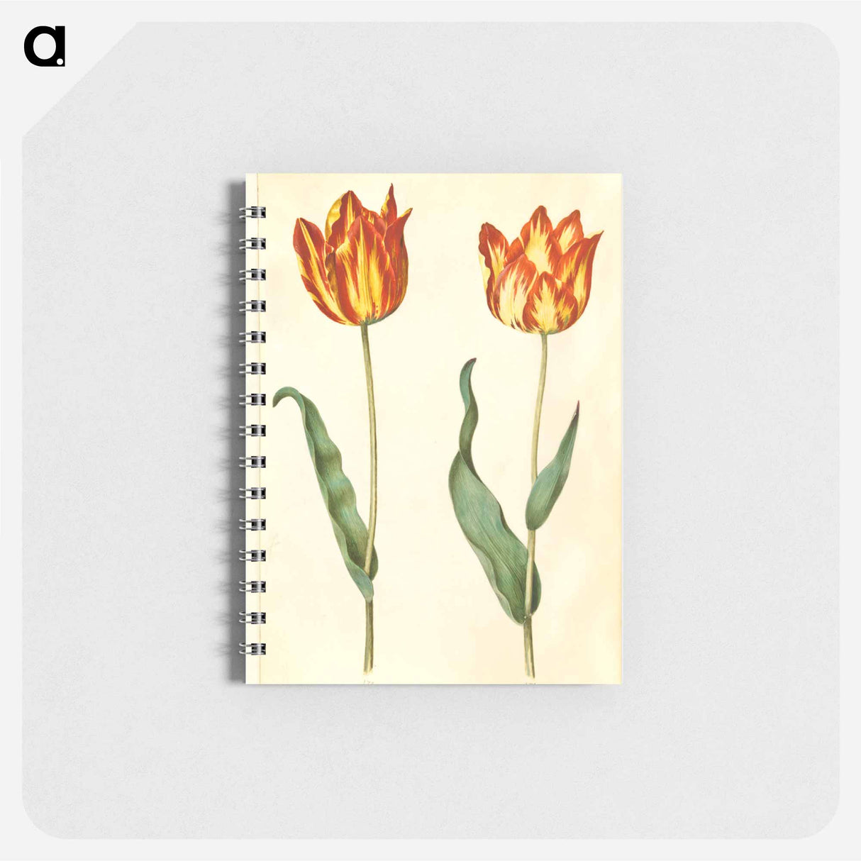 アートメモ帳-Tulipa gesneriana
 - マリア ジビーラ メーリアン Memo.