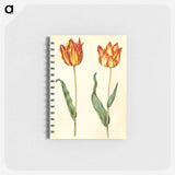 アートメモ帳-Tulipa gesneriana
 - マリア ジビーラ メーリアン Memo.