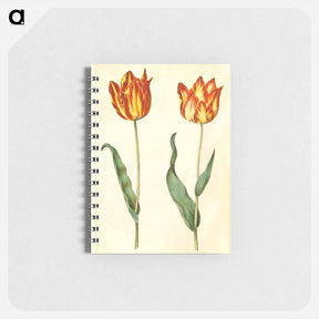 アートメモ帳-Tulipa gesneriana
 - マリア ジビーラ メーリアン Memo.