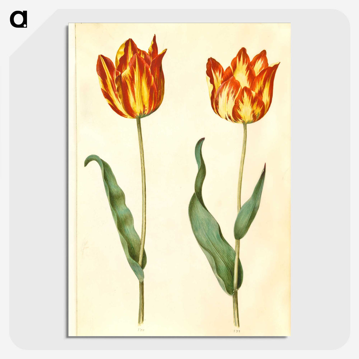 2-93_Maria-Sibylla-Merian_picture-crop
