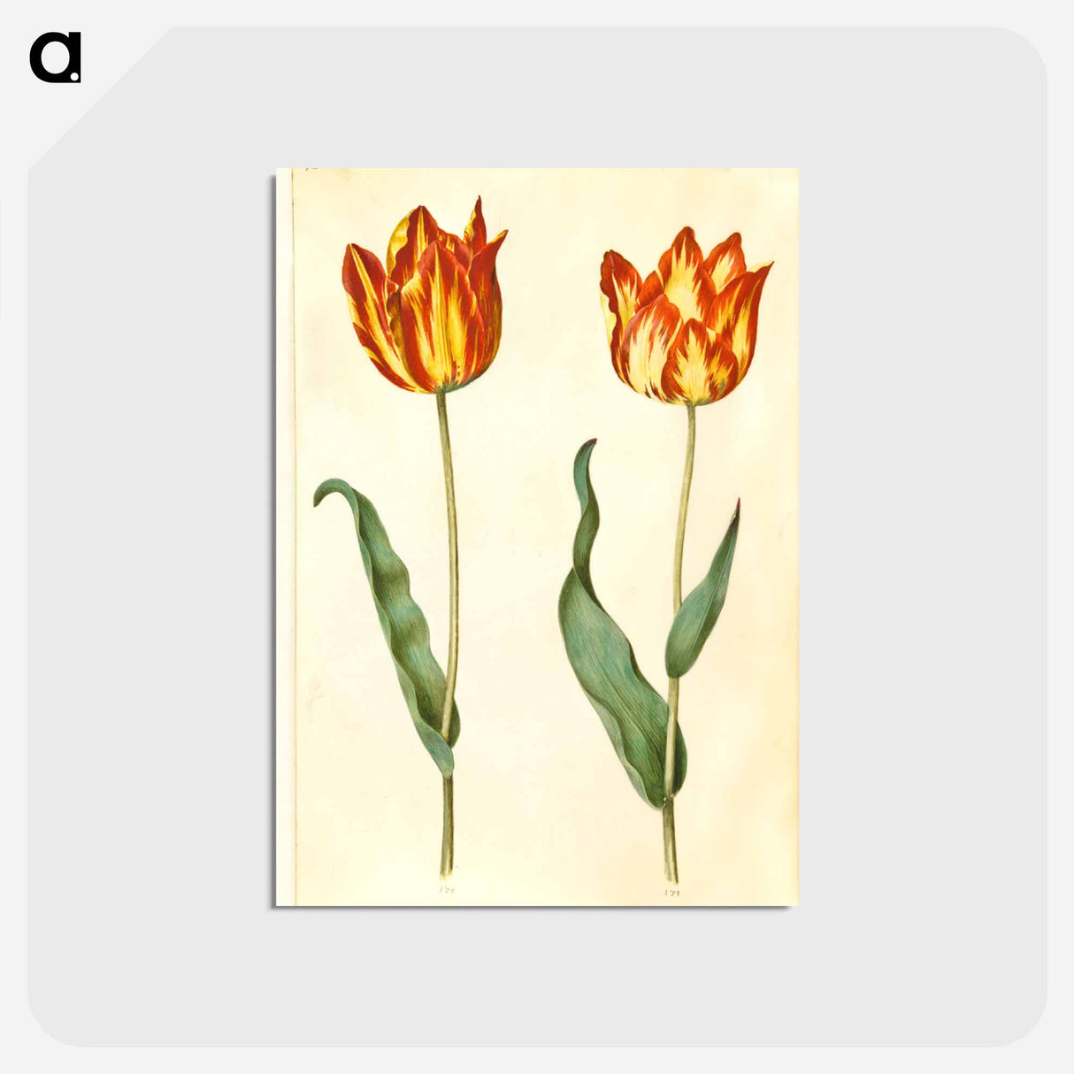 アートポストカード-Tulipa gesneriana
 - マリア ジビーラ メーリアン Postcard.