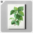 アートパネル-White mulberry - ピエール ジョゼフ ルドゥーテ Canvas.