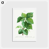 アートポストカード-White mulberry - ピエール ジョゼフ ルドゥーテ Postcard.
