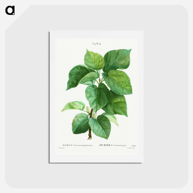 アートポストカード-White mulberry - ピエール ジョゼフ ルドゥーテ Postcard.
