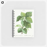 2-93_Pierre-Joseph-Redoute_memo
