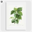 2-93_Pierre-Joseph-Redoute_picture