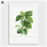 2-93_Pierre-Joseph-Redoute_picture