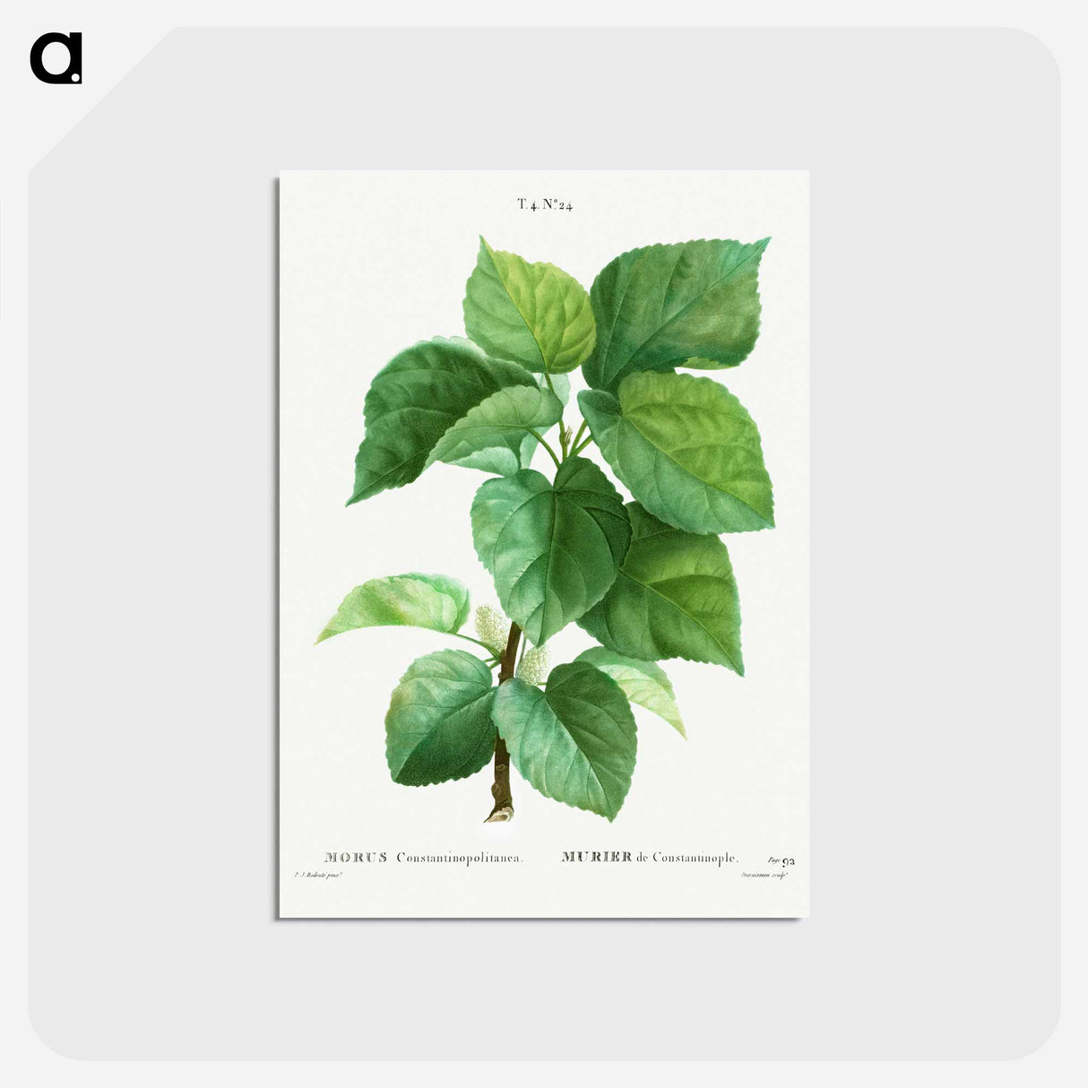 アートポストカード-White mulberry - ピエール ジョゼフ ルドゥーテ Postcard.