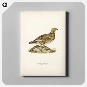 アートパネル-Willow Ptarmigan Female
 - スヴェンスカ フォグラル Canvas.