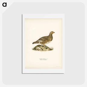 アートポストカード-Willow Ptarmigan Female
 - スヴェンスカ フォグラル Postcard.