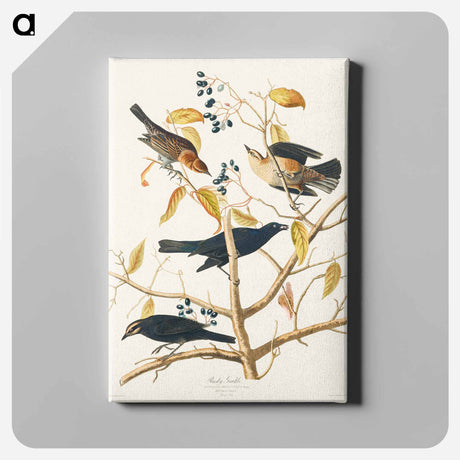 アートパネル-Rusty Grakle from Birds of America
 - アメリカの鳥たち Canvas.