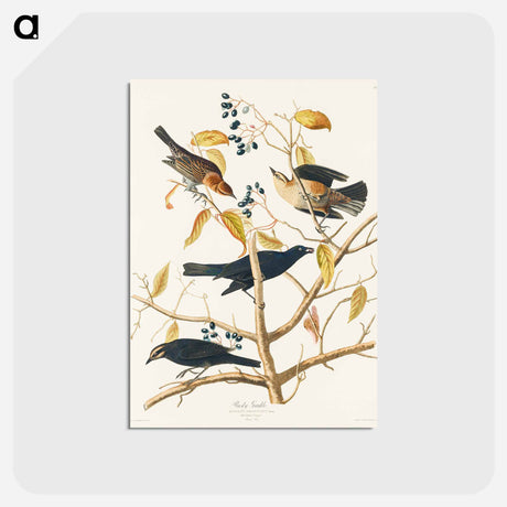 アートポストカード-Rusty Grakle from Birds of America
 - アメリカの鳥たち Postcard.