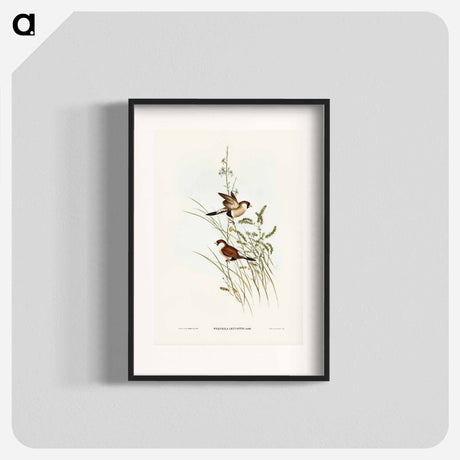 アートポスター-White-eared Grass Finch
- オーストラリアの鳥 Poster.
