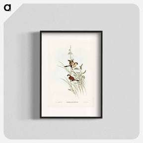 アートポスター-White-eared Grass Finch
 - オーストラリアの鳥 Poster.
