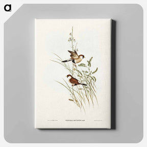 アートパネル-White-eared Grass Finch
 - オーストラリアの鳥 Canvas.