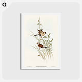アートポストカード-White-eared Grass Finch
 - オーストラリアの鳥 Postcard.