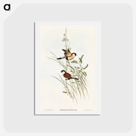 アートポストカード-White-eared Grass Finch
 - オーストラリアの鳥 Postcard.