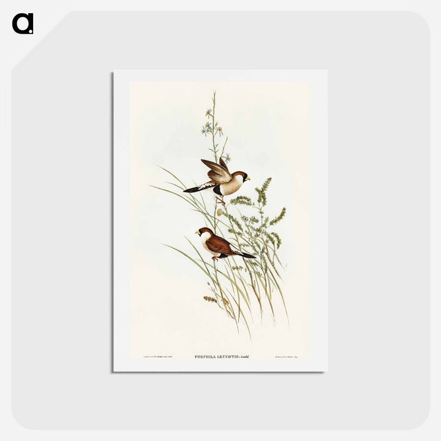 アートポストカード-White-eared Grass Finch
 - オーストラリアの鳥 Postcard.