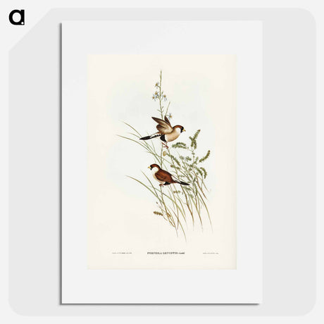 アートポスター-White-eared Grass Finch
- オーストラリアの鳥 Poster.