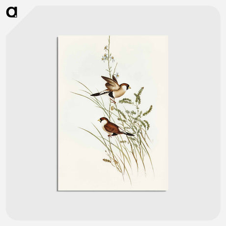 アートポストカード-White-eared Grass Finch
 - オーストラリアの鳥 Postcard.