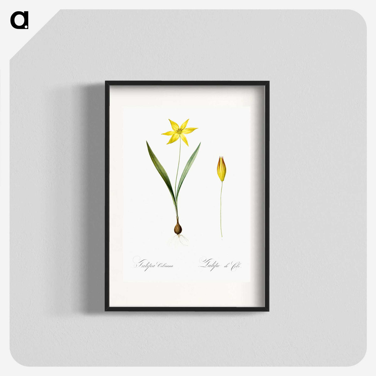 2-93_The-Lilies_blk