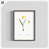 2-93_The-Lilies_blk