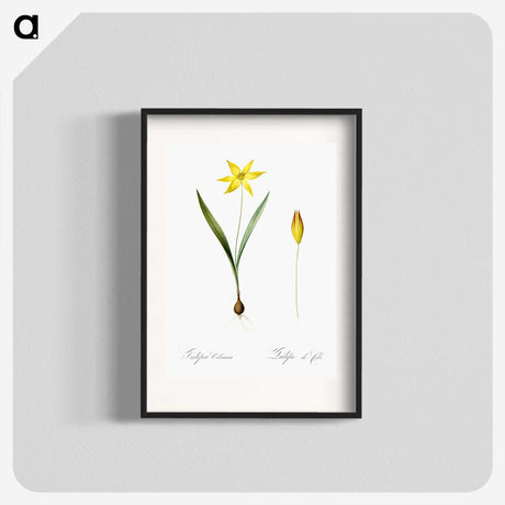 2-93_The-Lilies_blk
